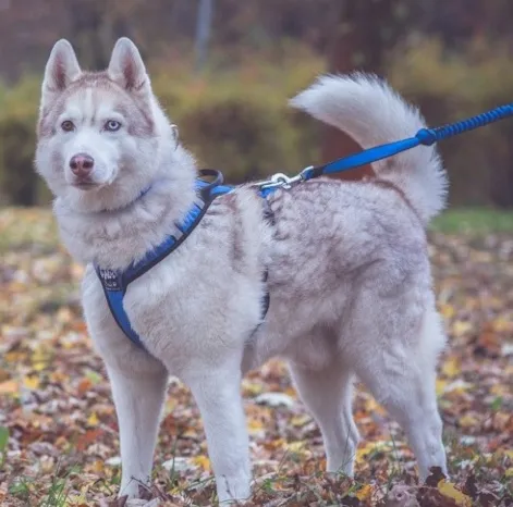 Sali V-Trek Hundegeschirr Orange